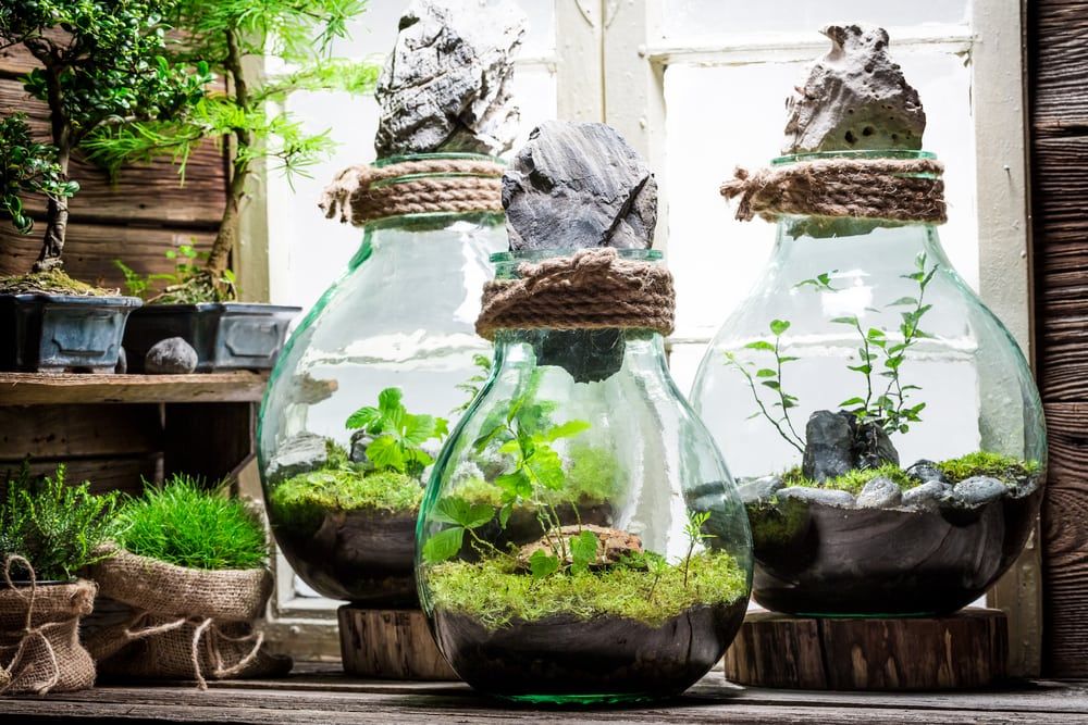 Small rain forest in a jar as new life concept