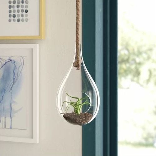 Hanging florarium indoor attached on a rope with suculent inside and a soil.