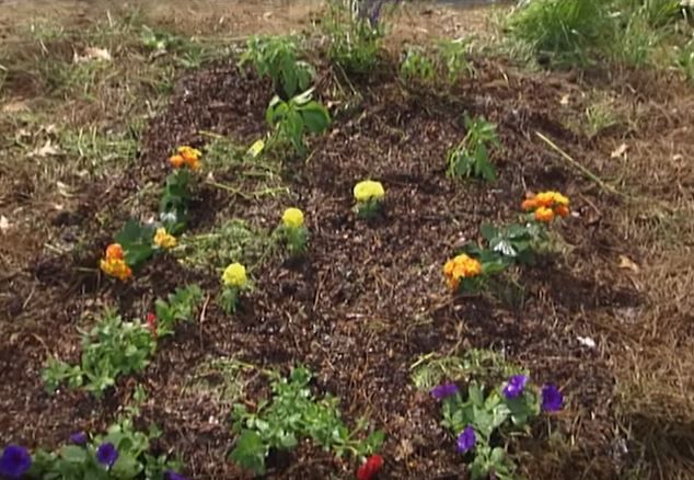 Newly planted colorful flowers on a lasagna gardening method.