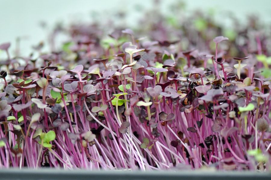 Micro greens grown in a North Carolina greenhouse near Chapel Hill