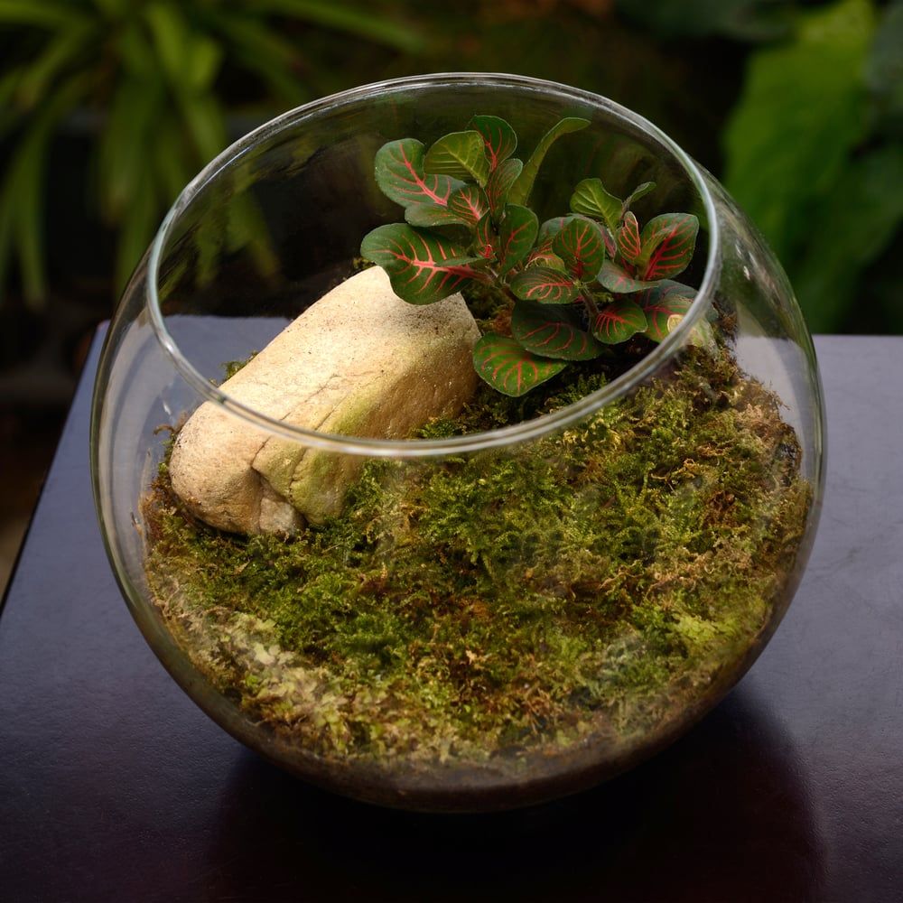 Terrarium, small garden in bottle, look so nice for home decoration.