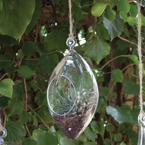 Transparent glass florarium hanging outside with succulent planted on a soil inside