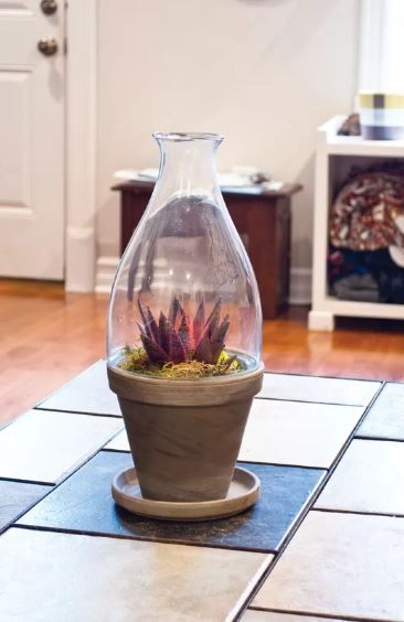Potted Succulent maroon succulent enclosed in a glass florarium 