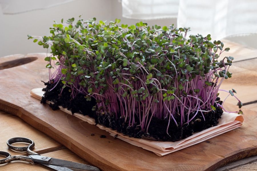 Red cabbage microgreens on a wooden table