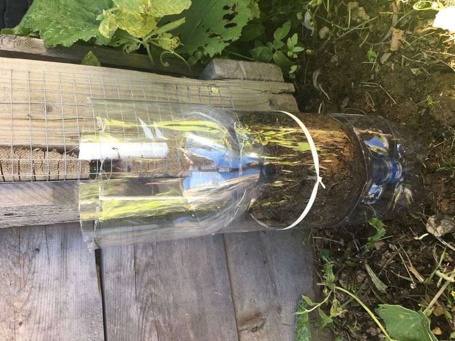 Half plastic bottle put on the top of contructed DIY tower garden bottle.