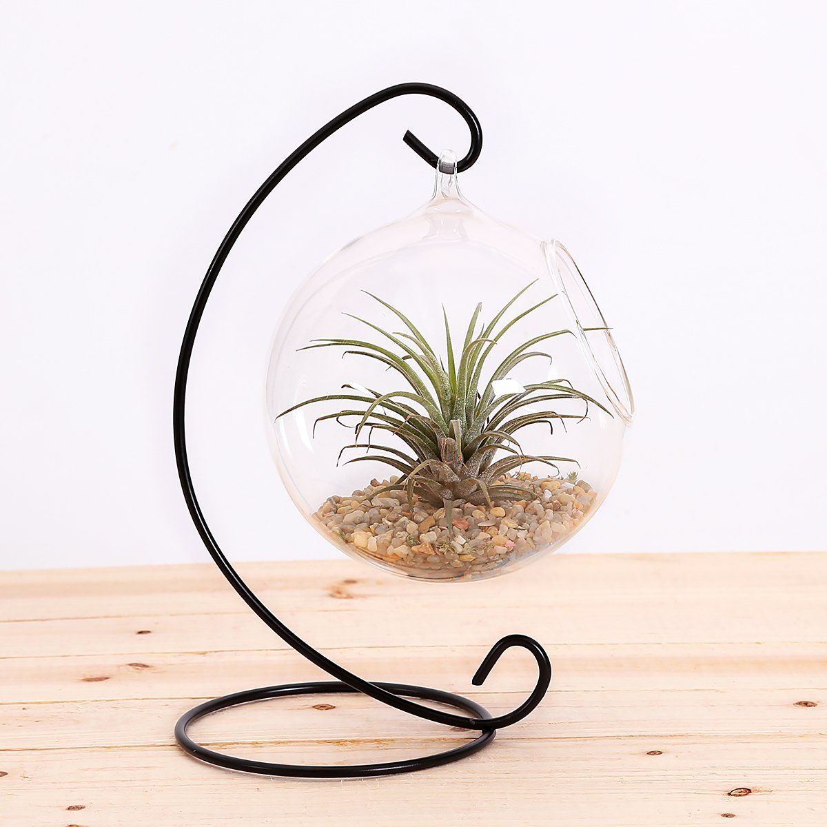 Succulent planted on stones inside rounded transparent terrarium hanging on a metallic hook 