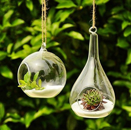 Two transparent glass florarium with succulents inside planted on a white sand