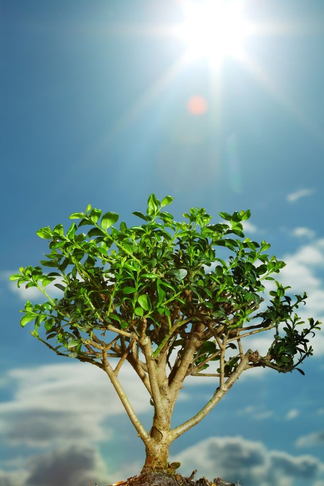 Everything You Need to Know About Juniper Bonsai Trees