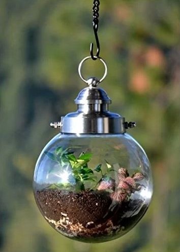 Hanging round transparent glass with plant planted on a soil inside.
