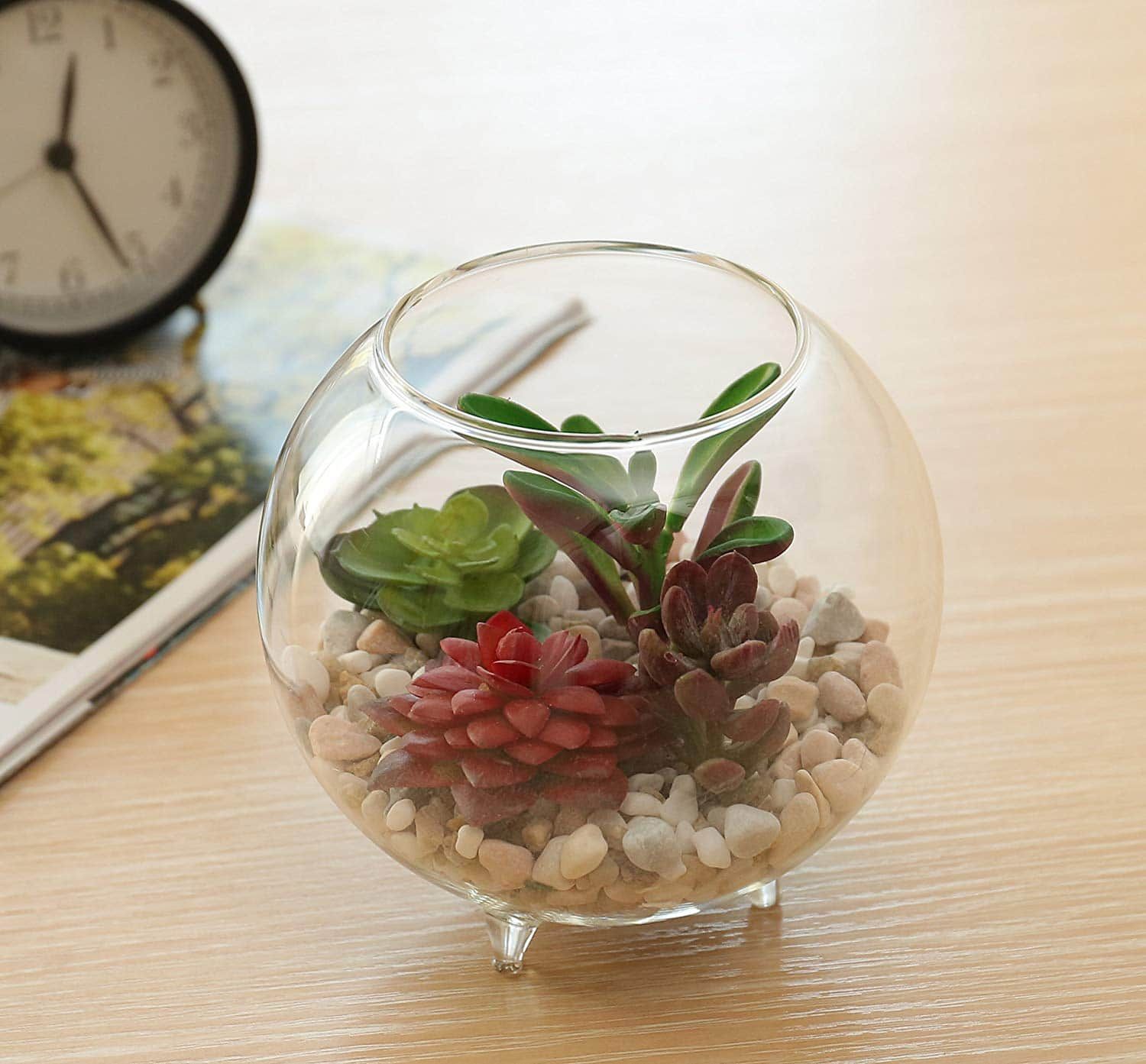 Succulent plant placed inside a round transparent glass with feet along with white little stones