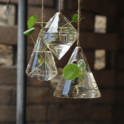 Three hanging transparent glass florarium with plants inside with roots on a water