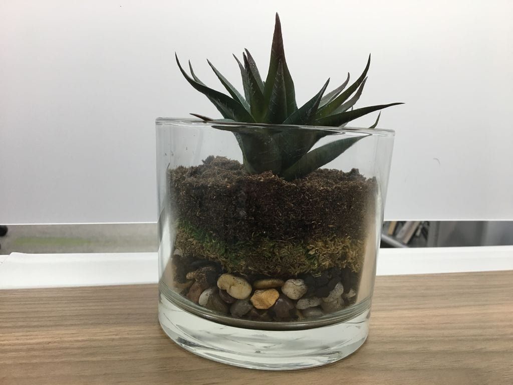 Whiskey glass with succulent inside and a layer of stones and soil inside