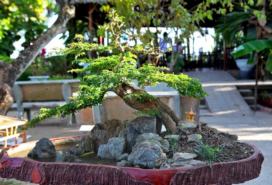 Bonsai style Shakan on the rocks with water and a fisherman and a stone lantern ornaments.