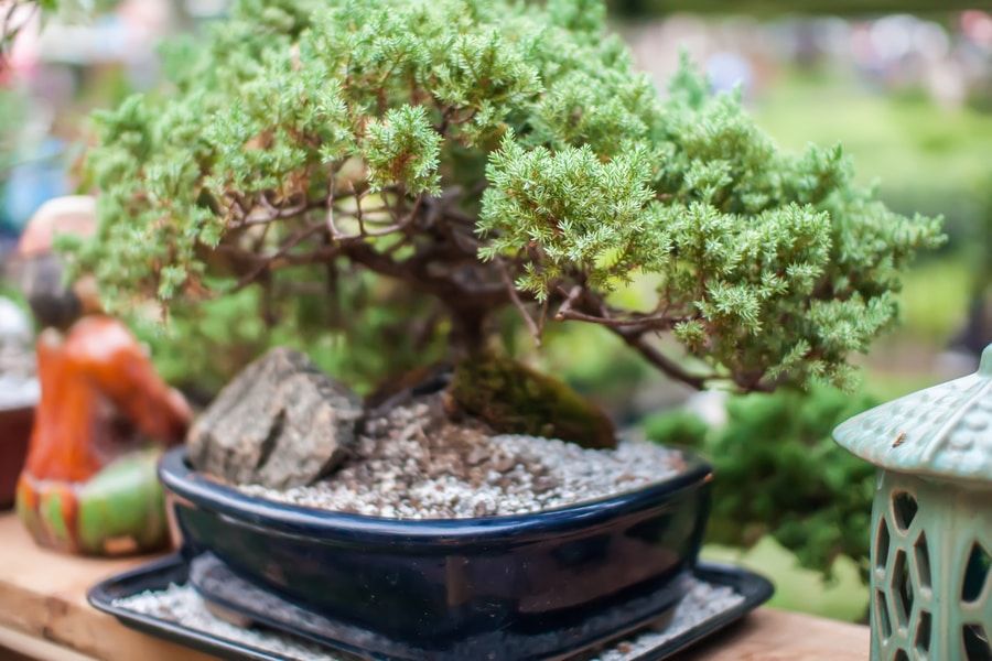 miniature bonsai japanese tree in a pot