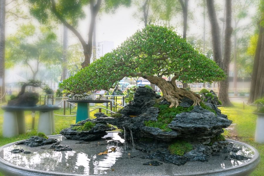 Perfectly shaped bonsai on a rock and small water features.