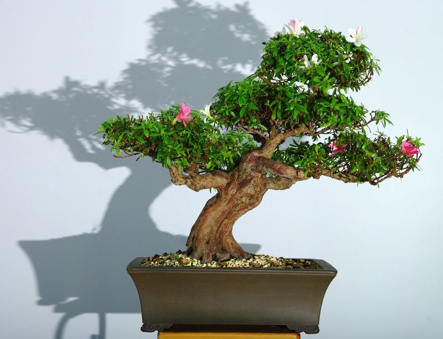 Stunning bonsai with a blooming pink flowers on a pot.