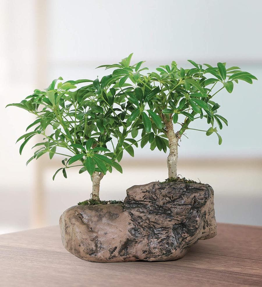 Rich green leaves bonsai on a rock.