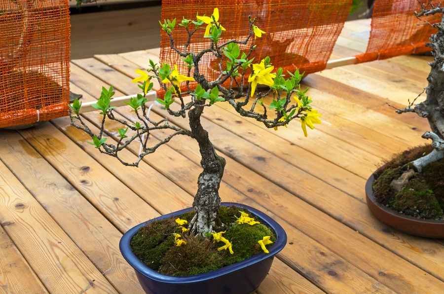 Blooming Forsythia - Bonsai in the style of &quot;Straight and free&quot;. Exhibition of Bonsai in Aptekarsky Ogorod (a branch of the Botanical Garden of Moscow State University), Moscow, Russia