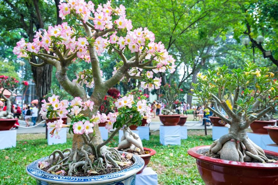 Beautiful bonsai with a budding big flowers and trunks in a ceramic pot.
