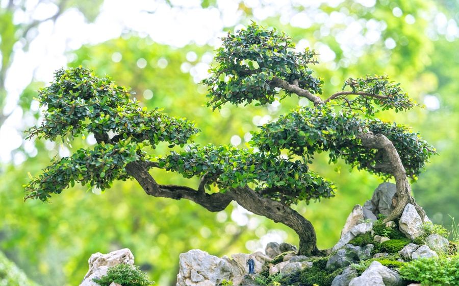 Bonsai tree trunk carrying it's foliage as planted on a rock.