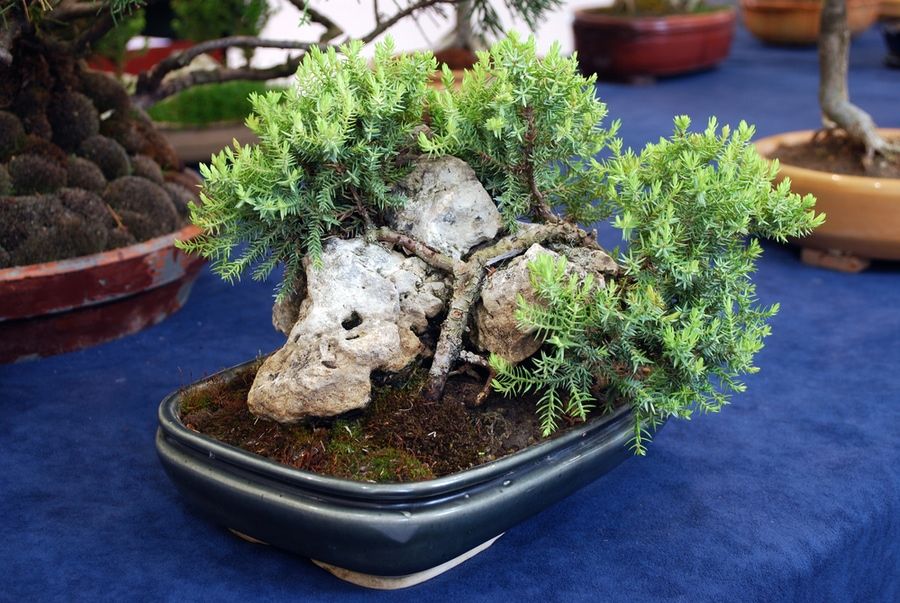 Bonsai with trunk who curved against the shape of the rocks.