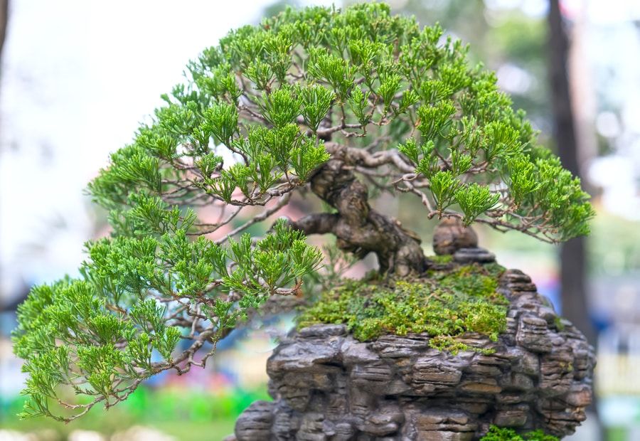 Beautiful green leaves bonsai on rocks.