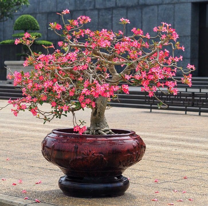 Beautiful pink flowers bonsai planted on the beautiful pot.