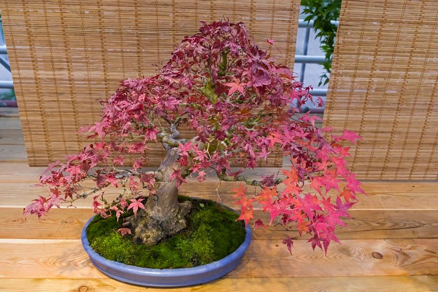 Bonsai - Japanese maple (Acer palmatum). Age - about 50 years. Exhibition of Bonsai in Aptekarsky Ogorod (a branch of the Botanical Garden of Moscow State University), Moscow, Russia, November 2017.