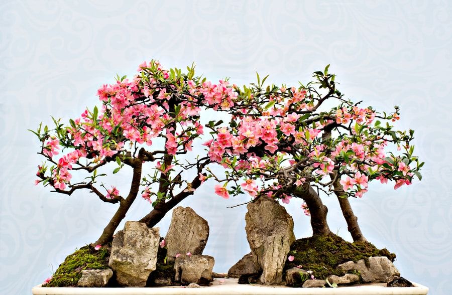 Beautiful landscape of rocks and flowery bonsai.