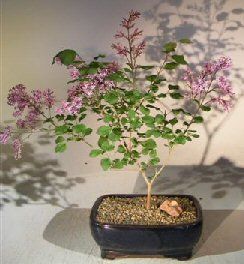 Dwarf Korean Lilac bonsai tree is the perfect example that less really is more.