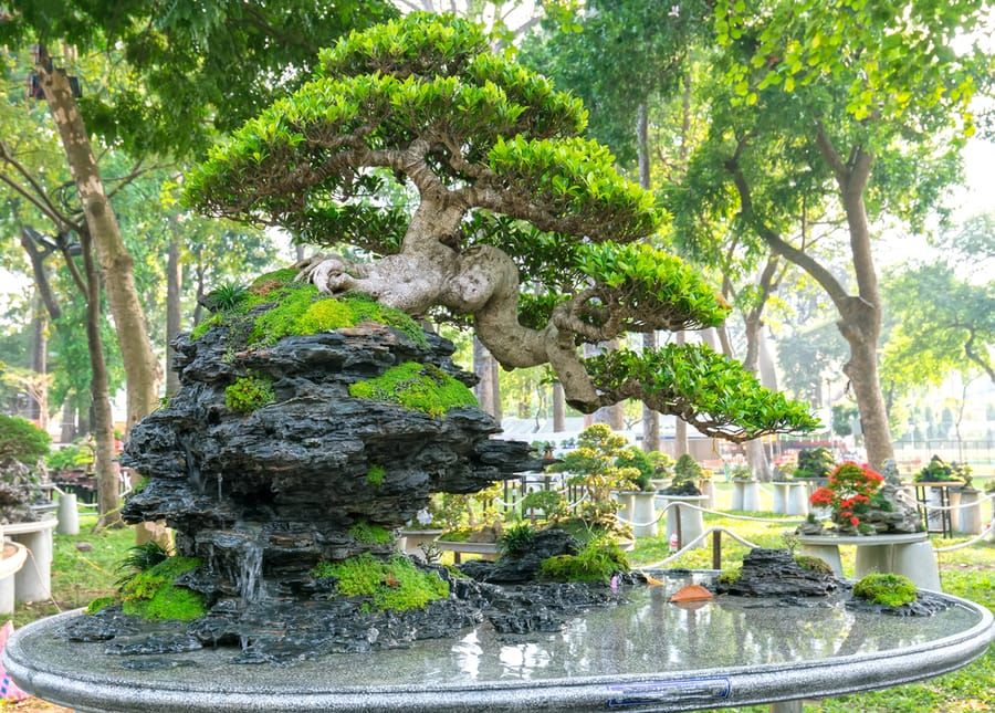 Bonsai tree with rich leaves on top of a tall rock formation.