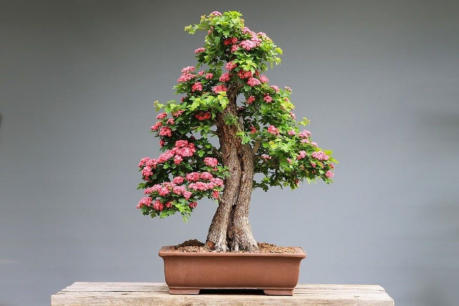 Perfect curved trunk bonsai flower on top of a wooden table.