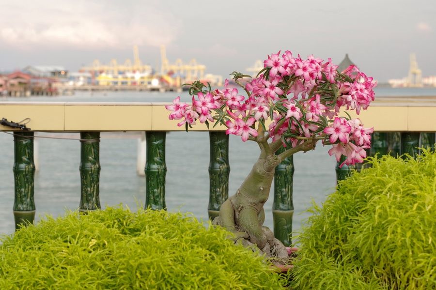 A pink bougainvillea bonsai in garden, Penang Island, Malaysia