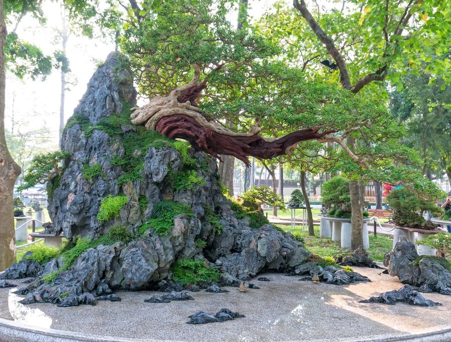 Big bonsai tree grow horizontally on semi sculpture rock.