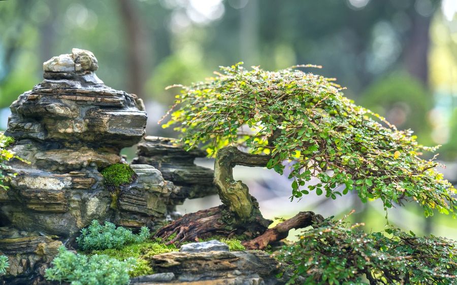 Bonsai tree with a thin trunk planted on a beautiful rock formation.