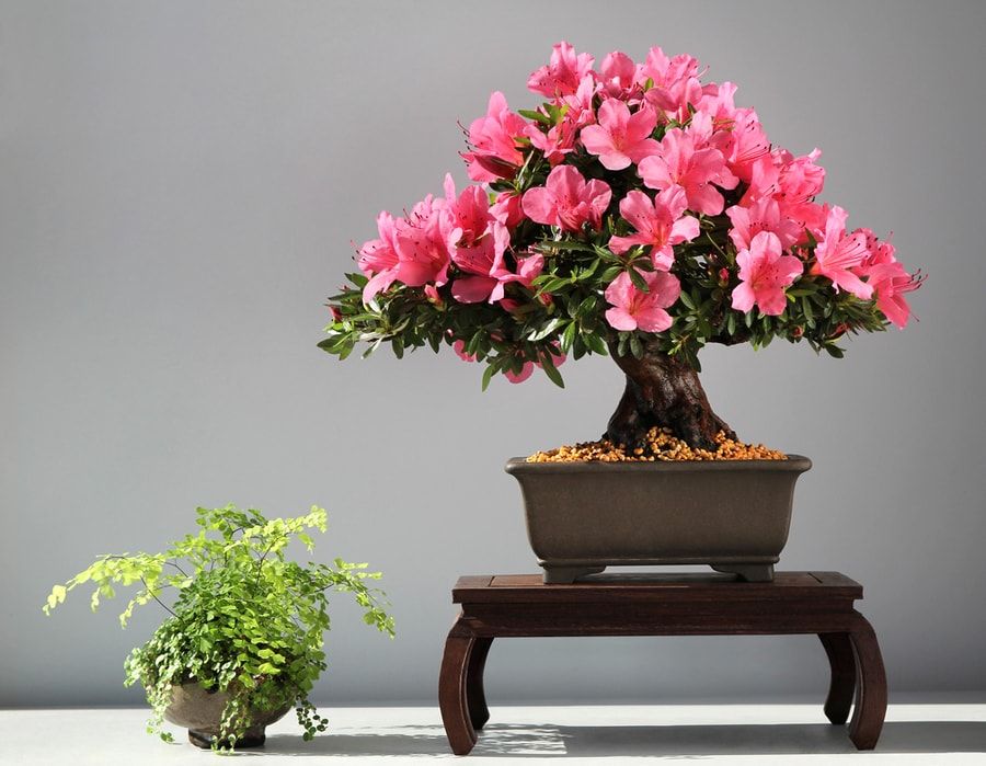 The symmetrical and perfectly shape of Azalea bonsai make it worthy of every cozy home.