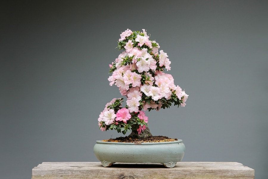 Azalea Rhododendron bonsai with full blooom flowers perfectly covered the leaves and trunks.
