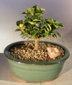 Little bonsai tree planted on rocks and pebbles in a ceramic pot.