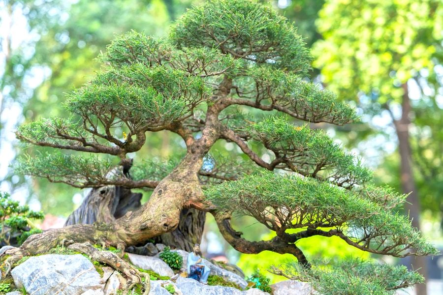 Bonsai tree with tiny green needle-shaped leaves inclinedly grow on top of the rocks.