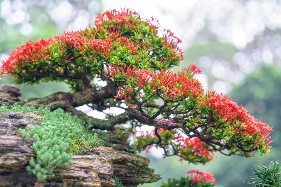 Slanted red flower bonsai on top of the rock.
