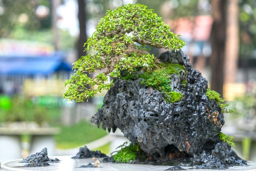 Bonsai tree stands on top of rock.