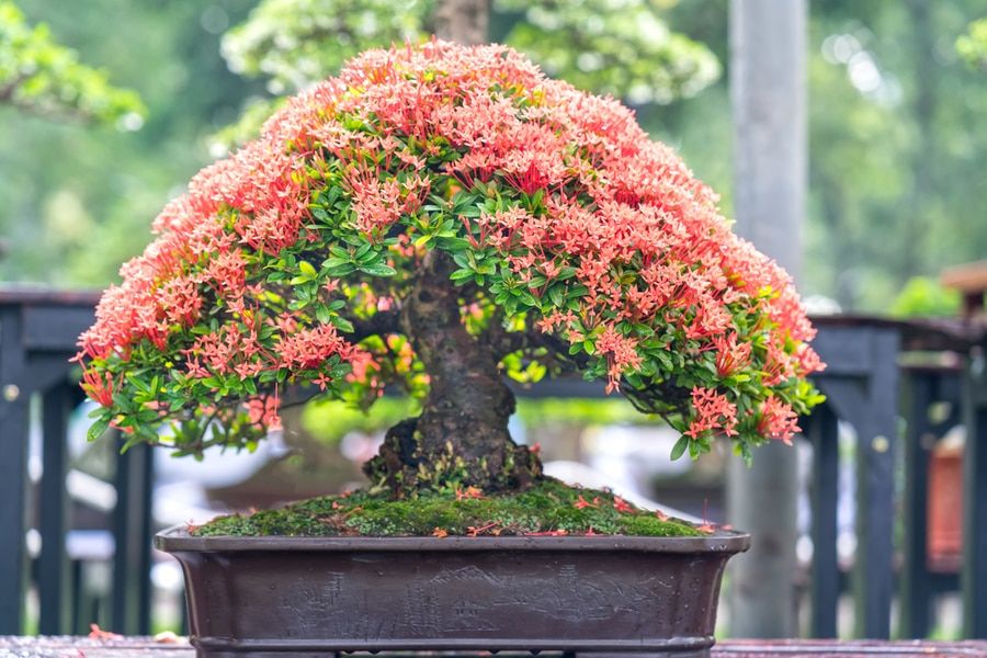 A touch of orange that defines this hue of pink, known as salmon, perfect color for this flower bonsai.