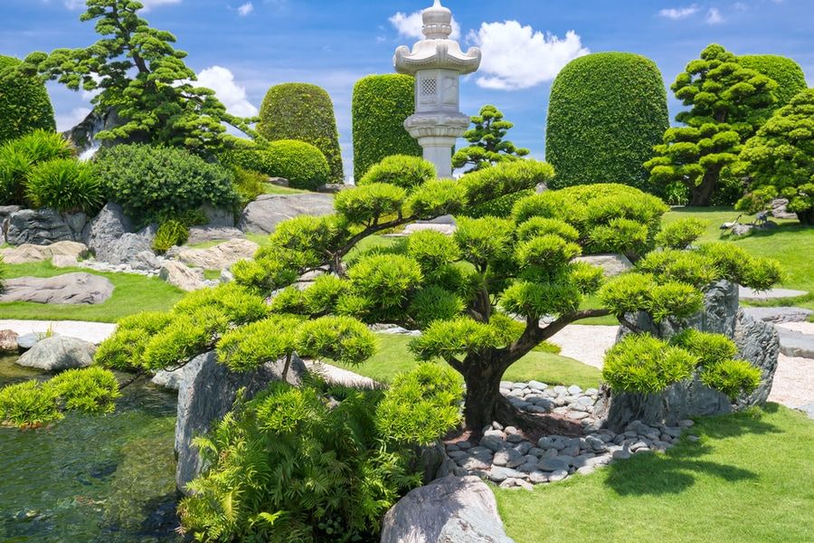 Beautiful specimen of bonsai on rocks.
