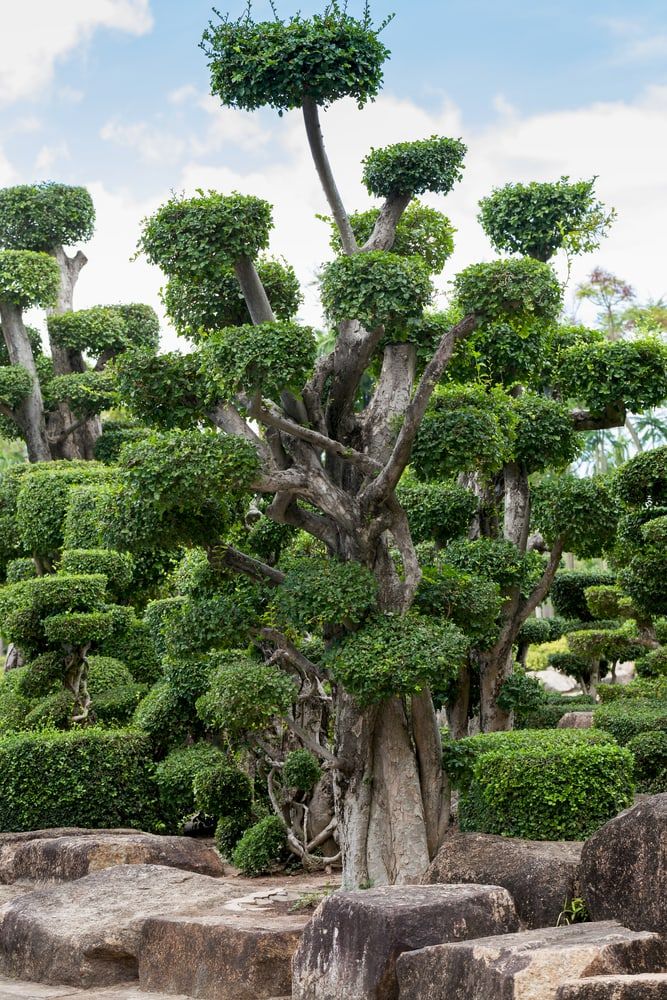 Japanese garden with bonsai trees