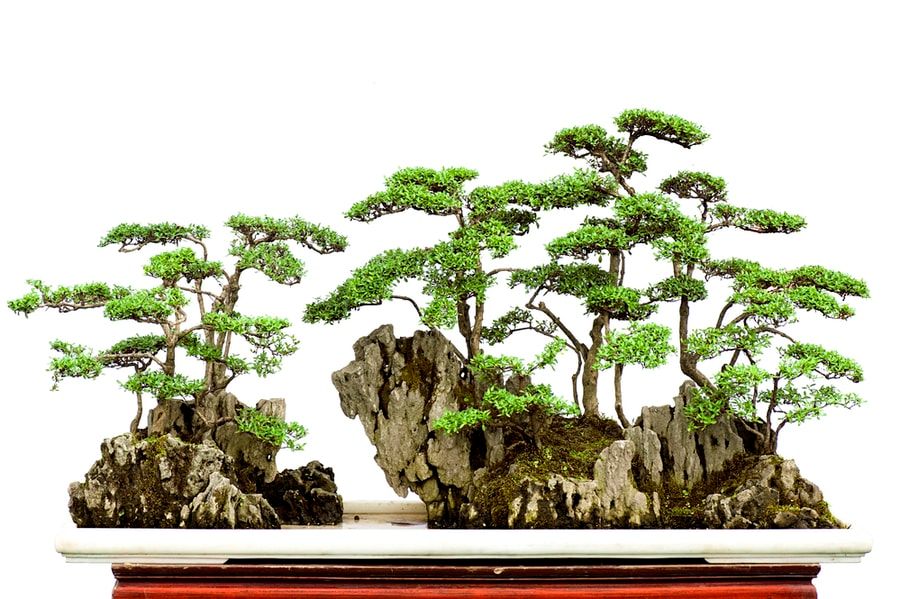 Bonsai forest on top of the rocks.