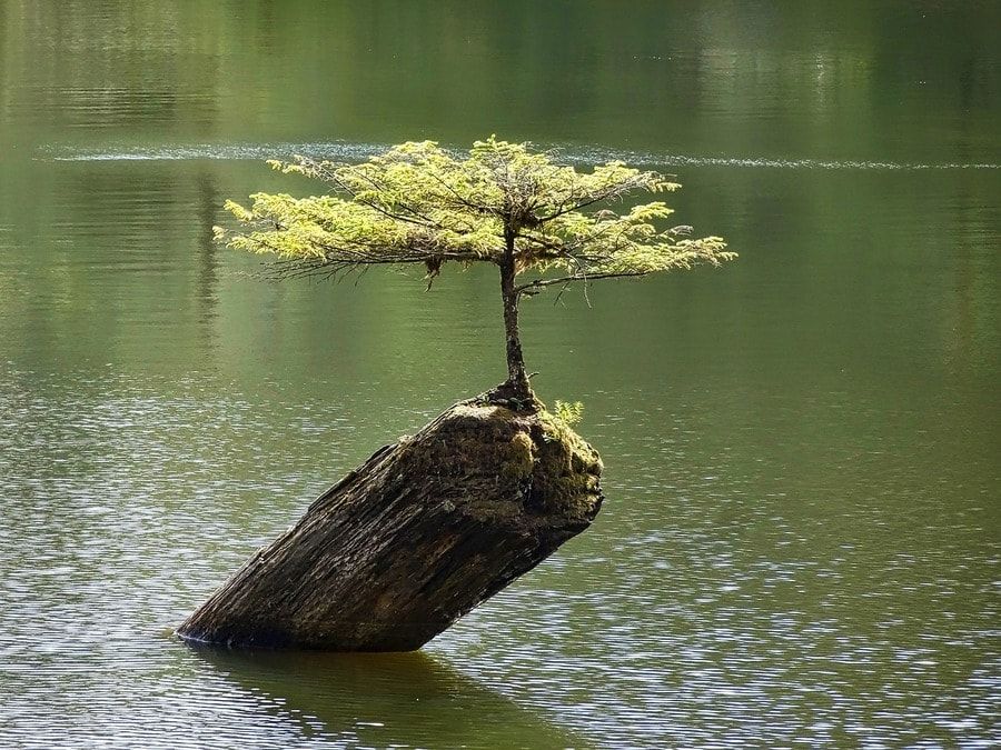 Bonsai tree standing proudly on rock while surrounded by water.