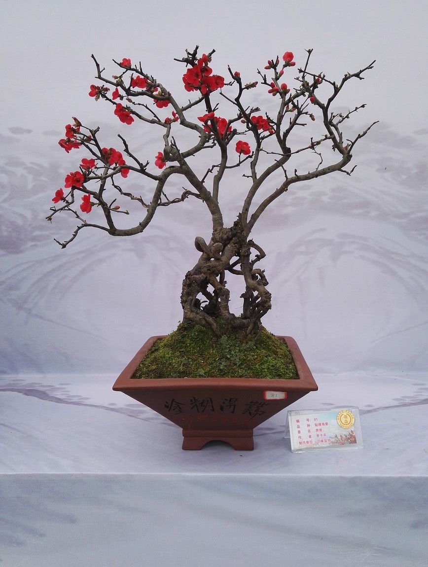 Bonsai trunks with red flowers display.