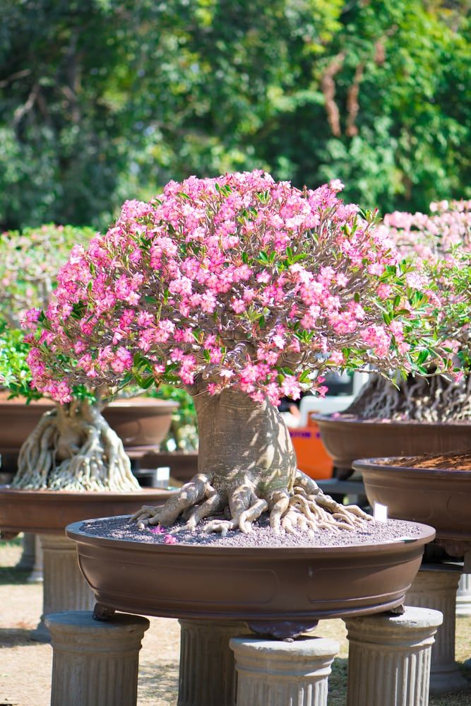 75 of the Best Flowering Bonsai Tree Ideas
