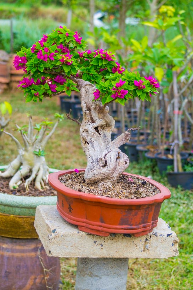 Bougainvillea blooming in pot it beautiful for the ornamental