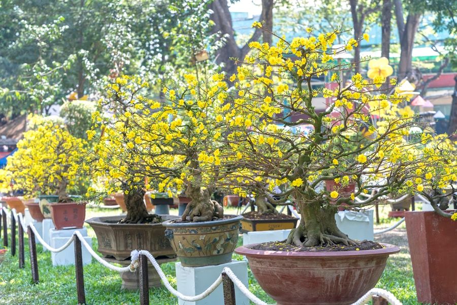 Yellow bonsai trees with branches that generously spread their “wings” and blooming yellow flowers.